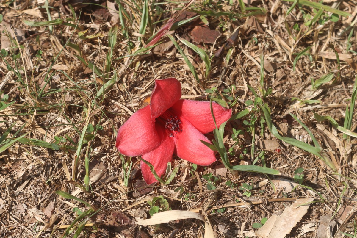 Bombax ceiba L.